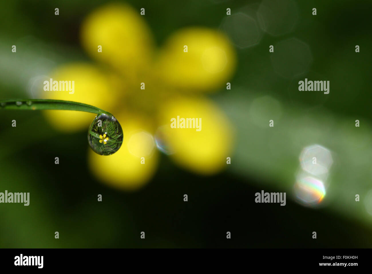 Goccia di acqua che riflette un fiore giallo e di erba Foto Stock