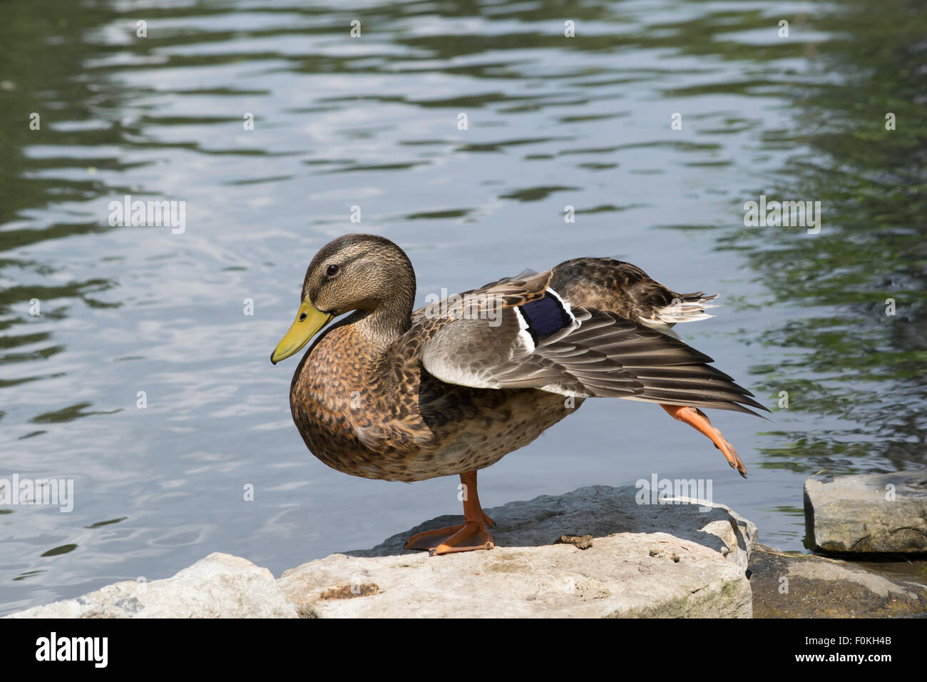 Femmina bilanciamento Mallard duck Foto Stock