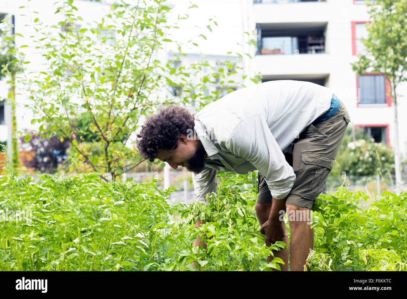 Giovane uomo ricerca coleotteri di patate in un giardino urbano Foto Stock