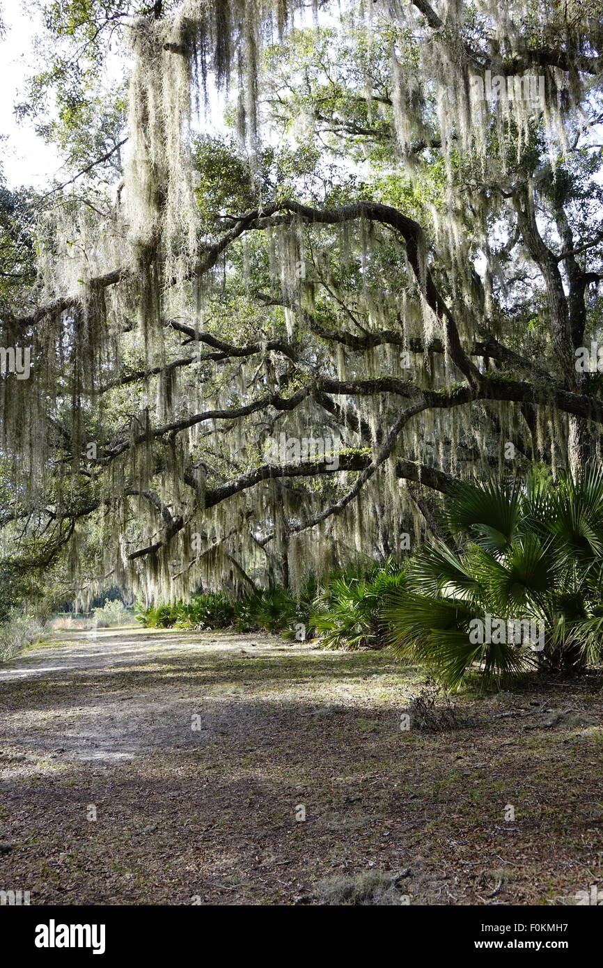 Muschio spagnolo pende dai rami di albero su un sentiero escursionistico a Princess luogo preservare, Flagler county Florida Foto Stock