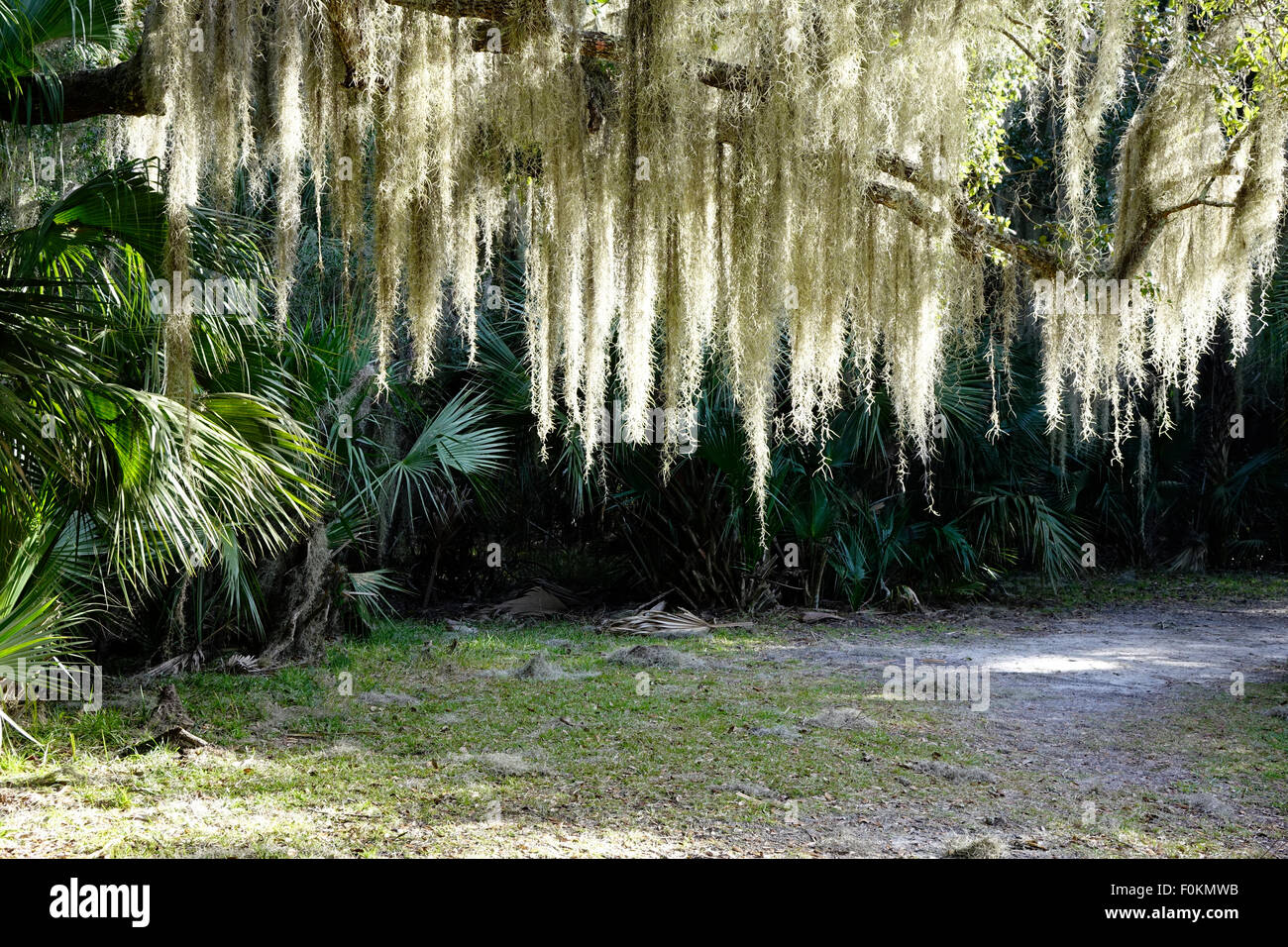 Muschio spagnolo pendente da un live Oak tree Foto Stock