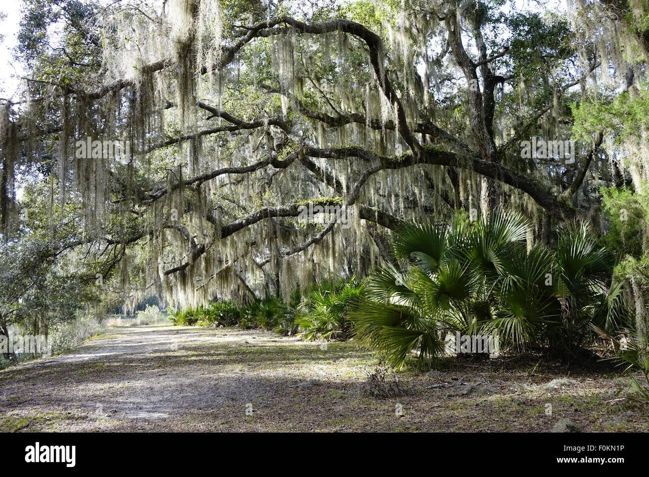 Muschio spagnolo pende dai rami di albero su un sentiero escursionistico a Princess luogo preservare Flagler county Florida Foto Stock