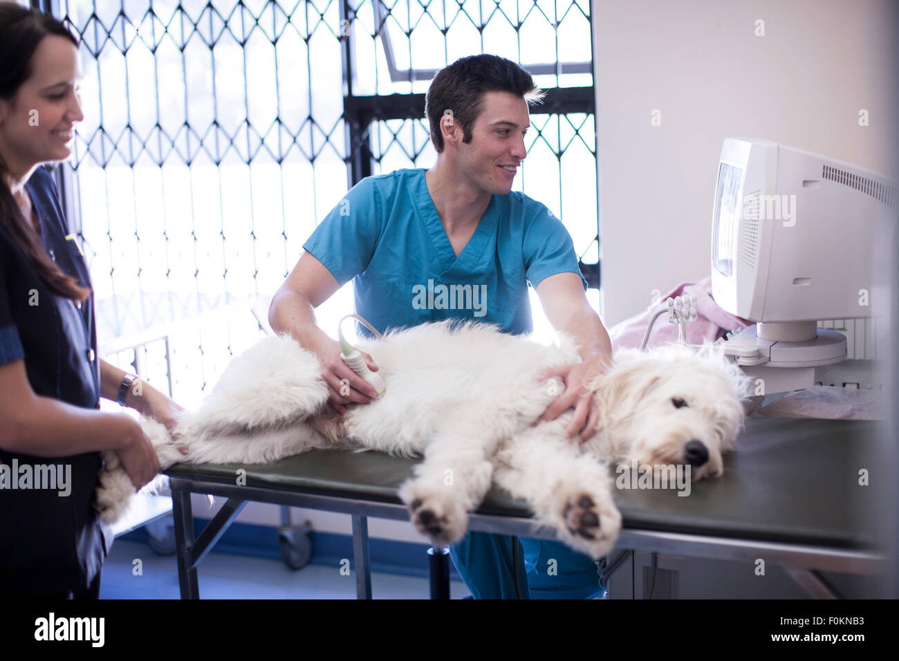 Veterinario e assistente facendo un sonogram su un cane Foto Stock