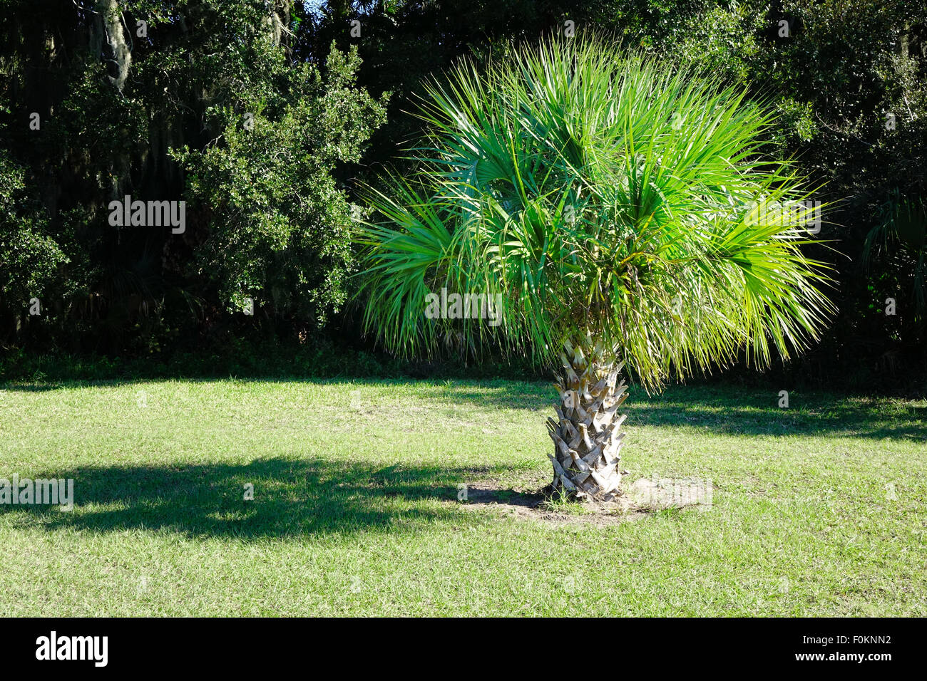 Sabal palm, la struttura dello stato della Florida. Foto Stock