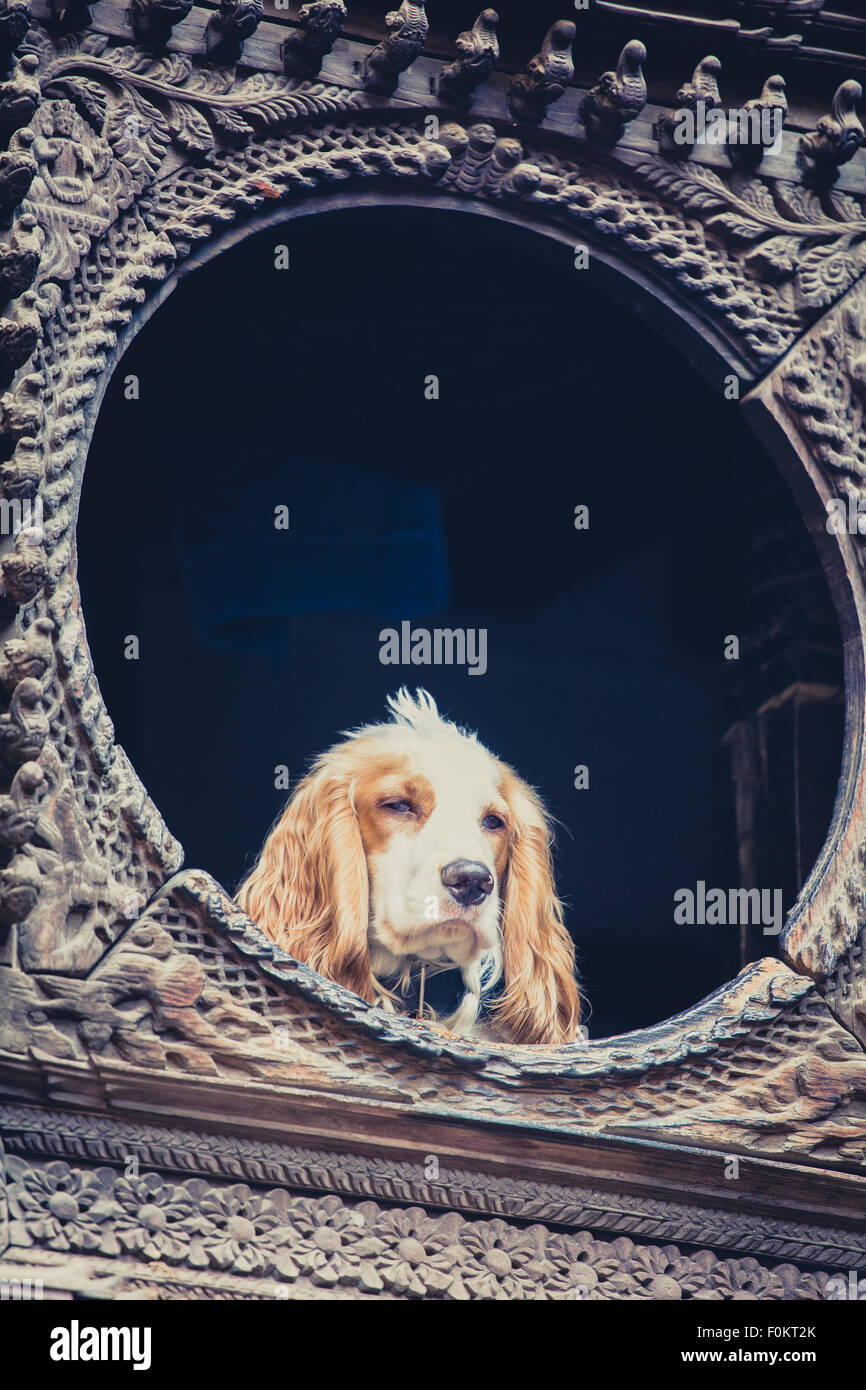 Cane in una bellissima ornata finestra in legno presi in Bhaktapur, Nepal Foto Stock