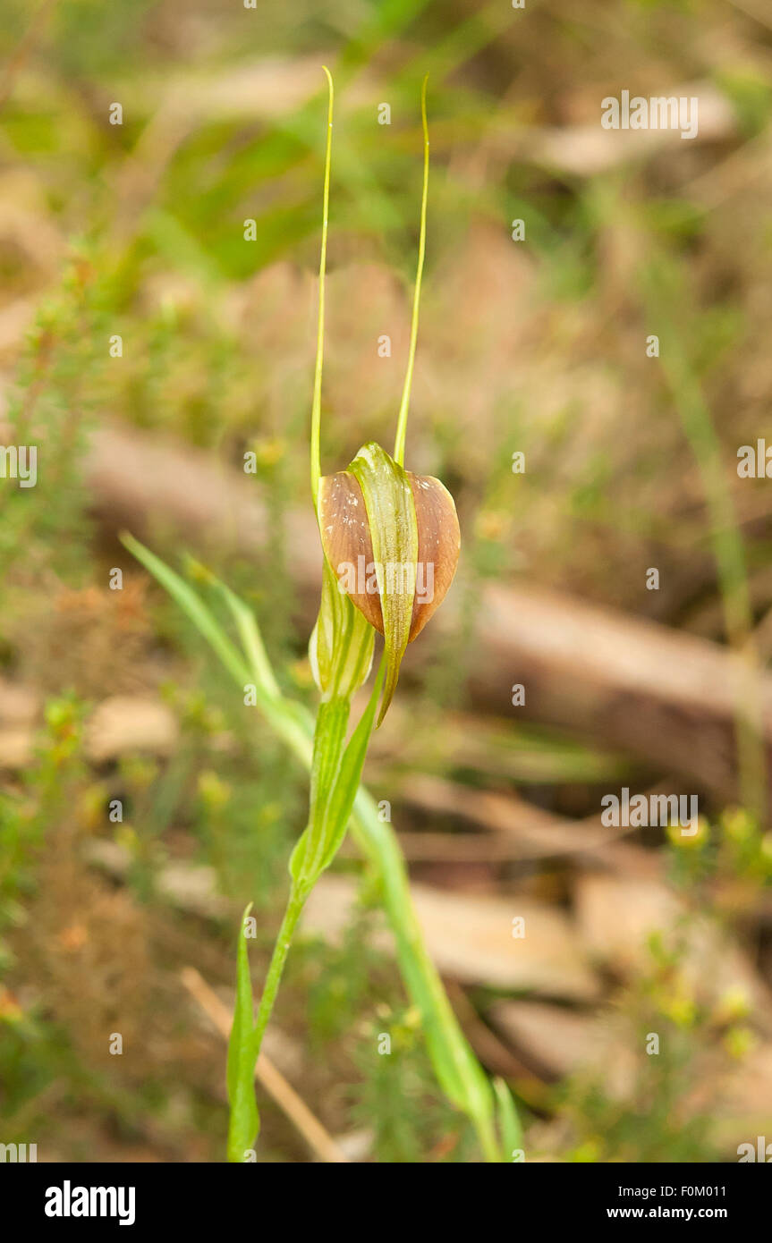 Pterostylis grandiflora, Cobra Greenhood Foto Stock