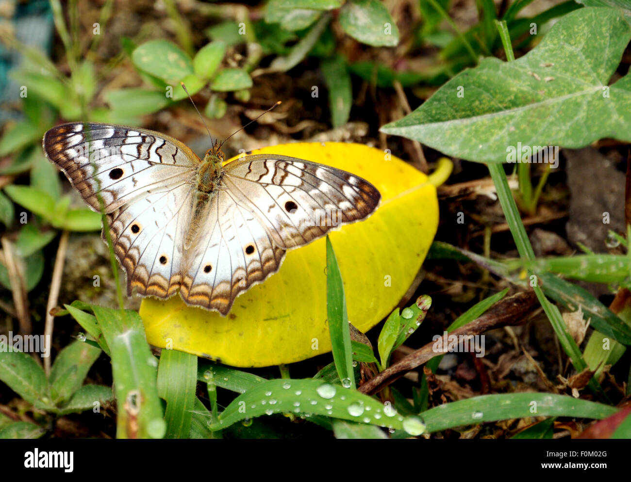 Di rara bellezza butterfly appollaiato su foglie Foto Stock
