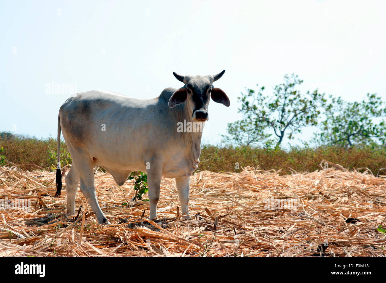 Bella mucca in un campo di pascolo Foto Stock