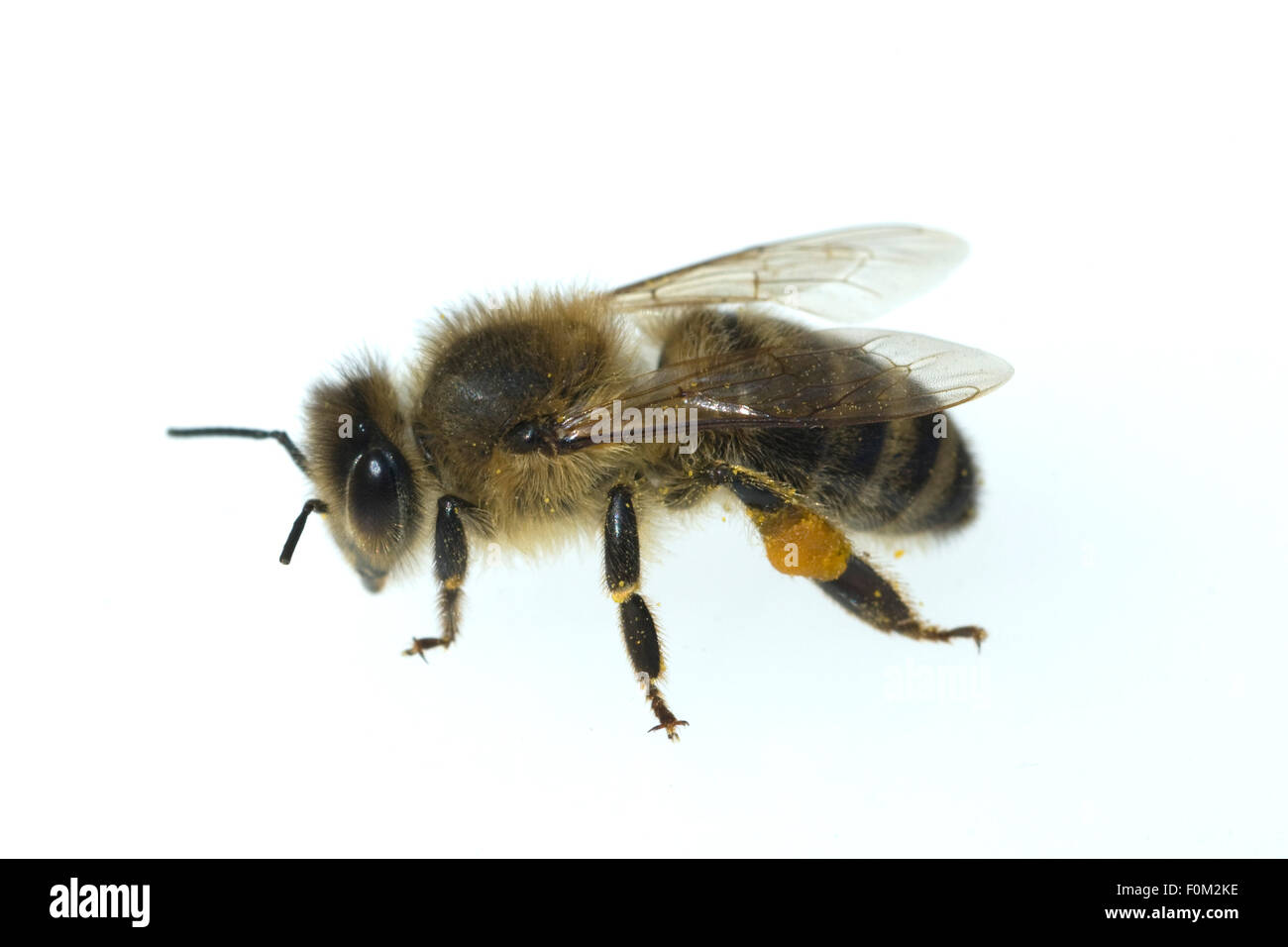 Biene;; Apis mellifera; Honigbiene; Insekt Foto Stock