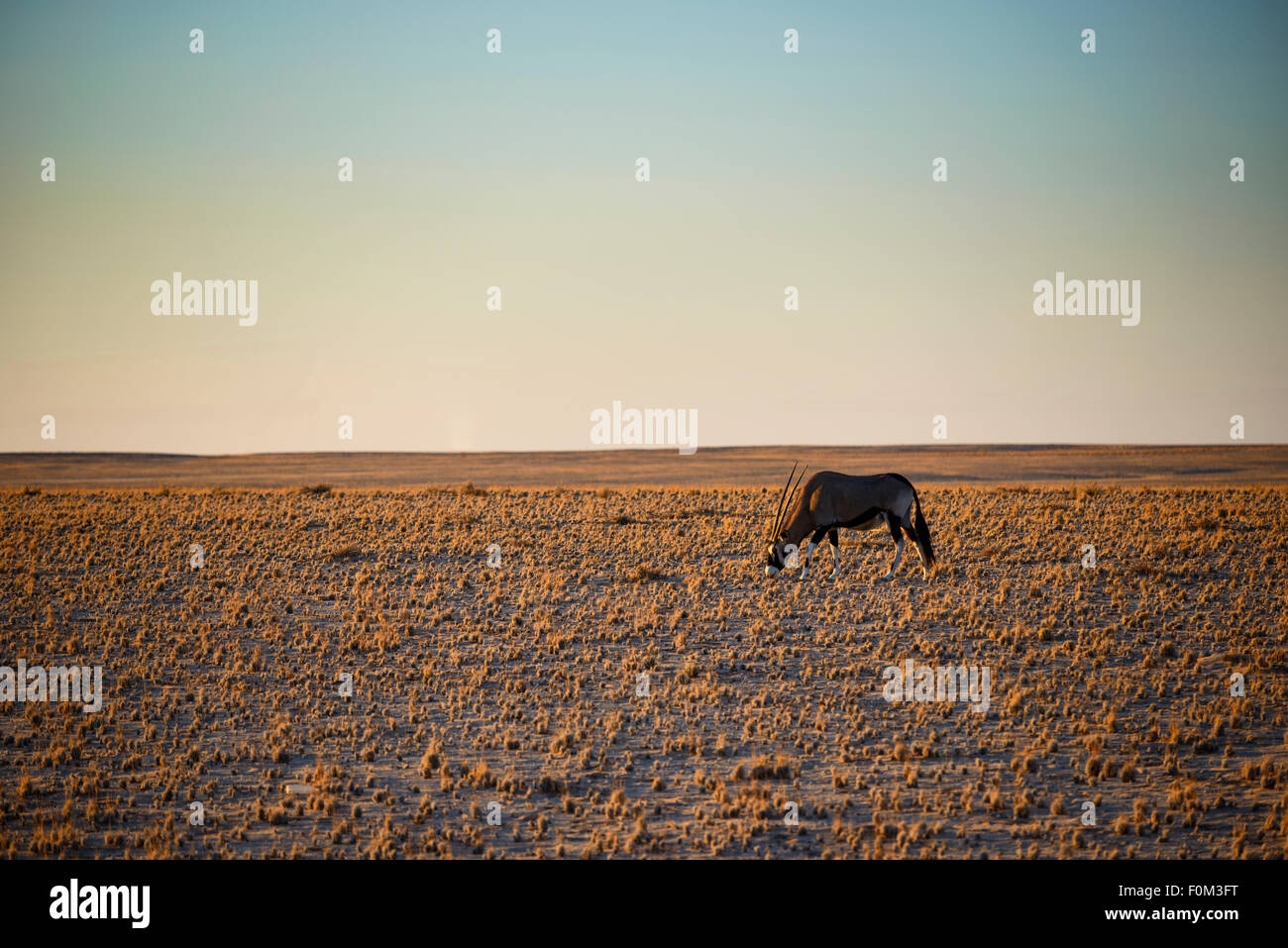 Gemsbok nel Deserto Namibiano, Namibia Foto Stock