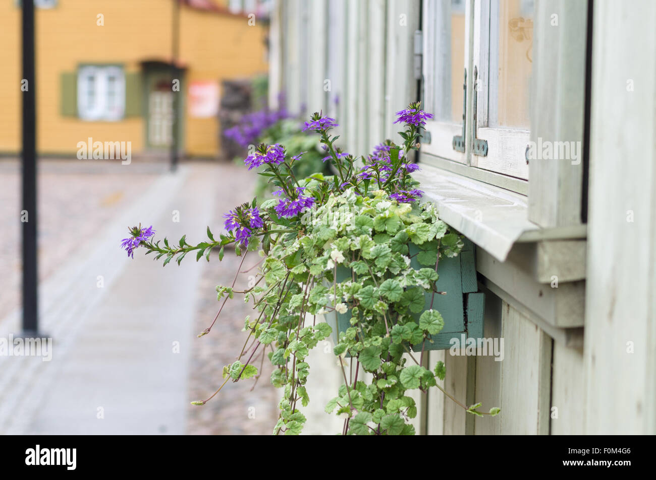 Primo piano della pentola con violetta di piante fiorite in una strada tipica delle piccole comunità cittadina di provincia Foto Stock