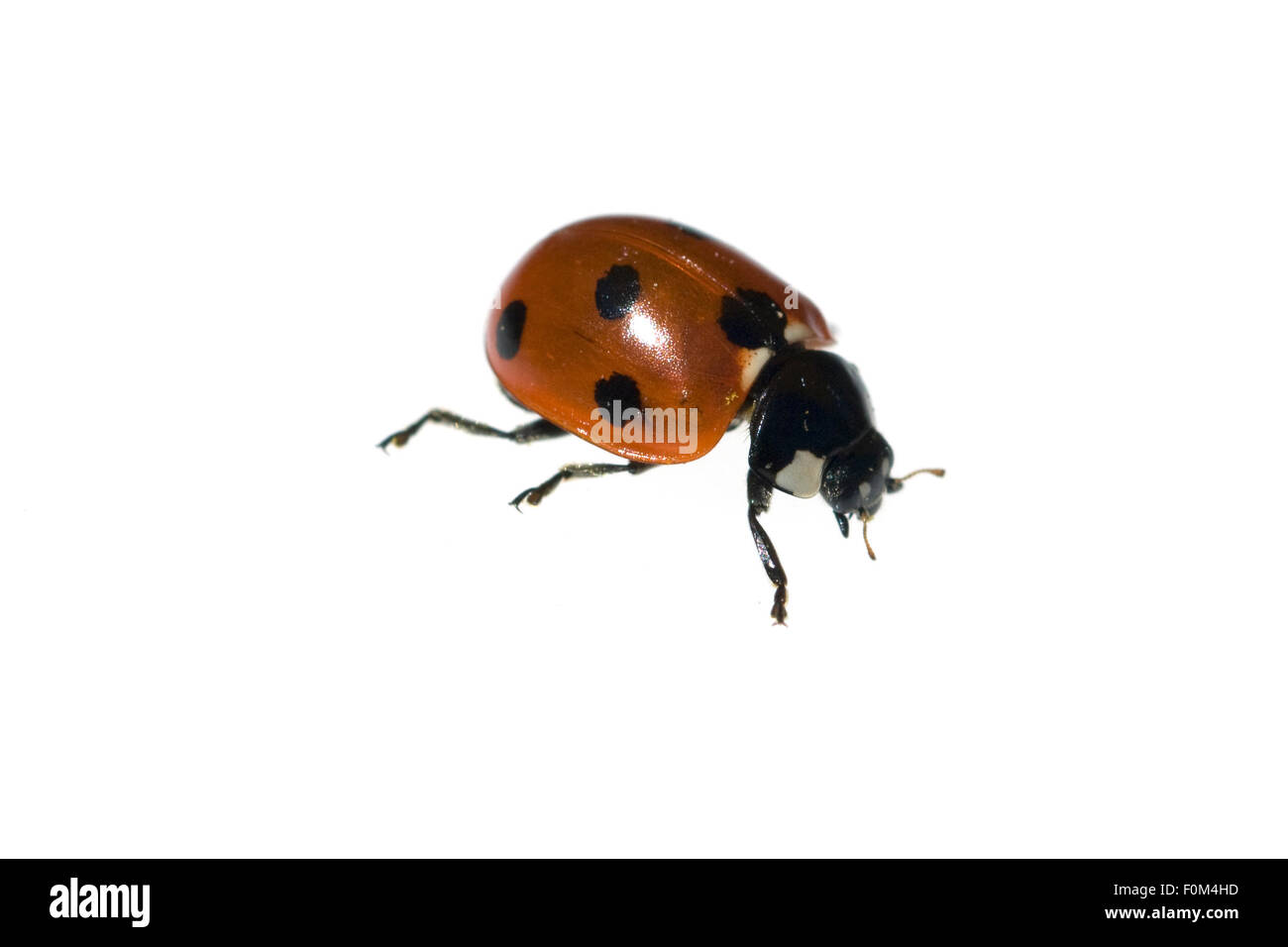 Marienkaefer; Coccinella; semptempunctata Foto Stock
