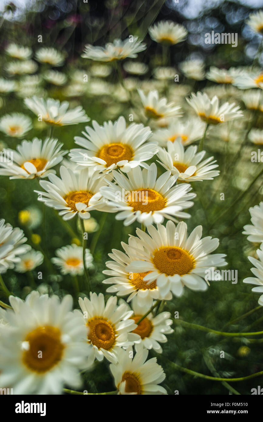 fiori della Margherita Foto Stock