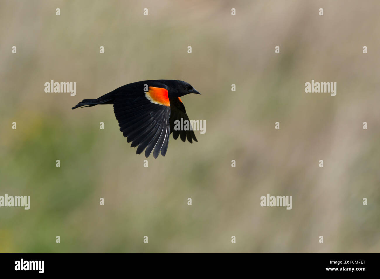 Rosso-winged Blackbird - maschio in volo Agelaius phoeniceus Ontario, Canada BI027044 Foto Stock