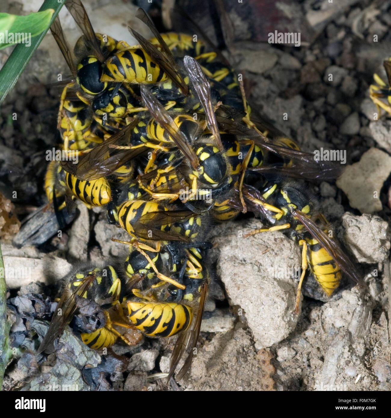 Wespe; Vespula; germanica; Wespen Foto Stock