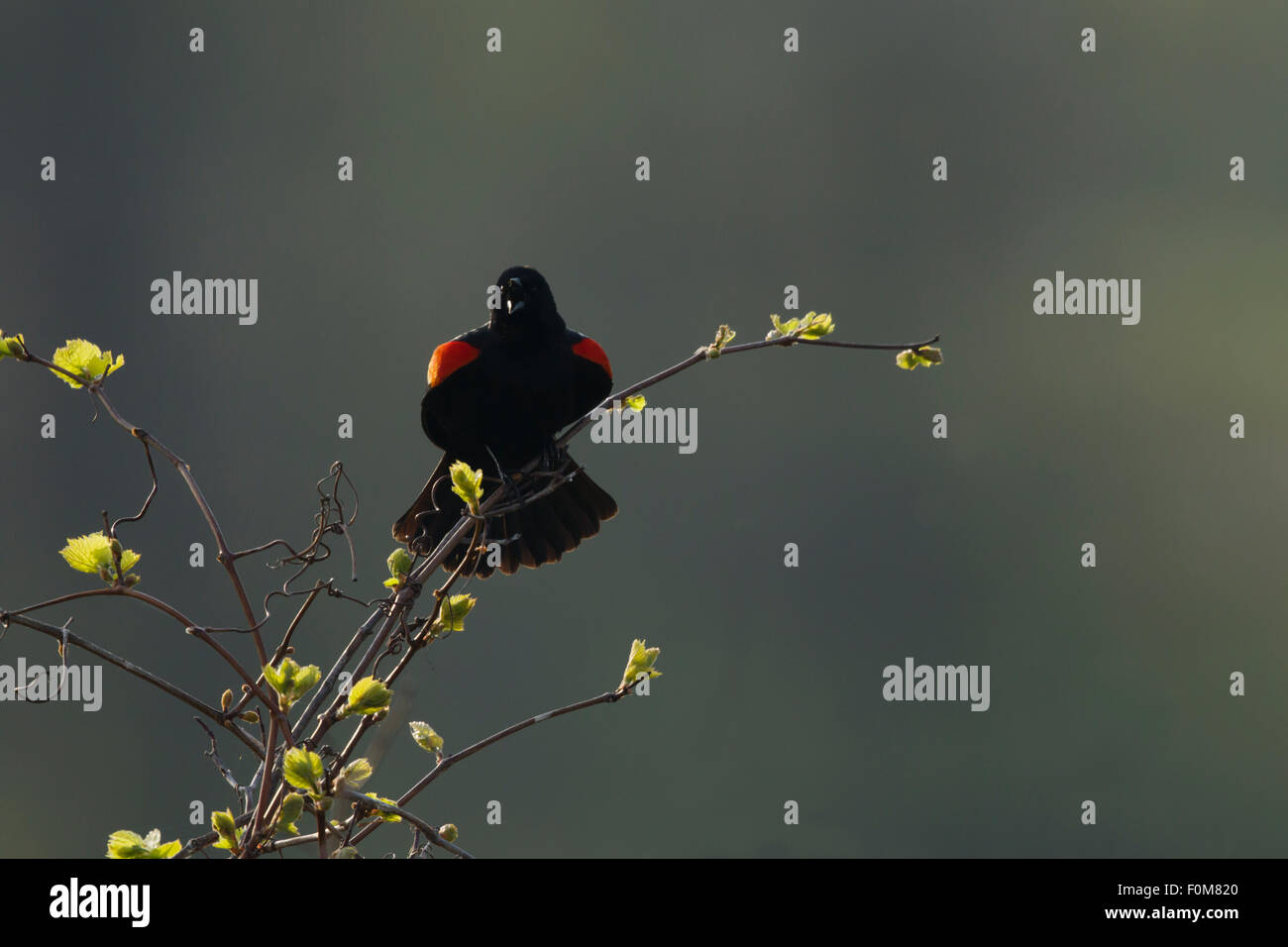 Rosso-winged Blackbird - maschio display retroilluminato chiamata Agelaius phoeniceus Ontario, Canada BI027060 Foto Stock