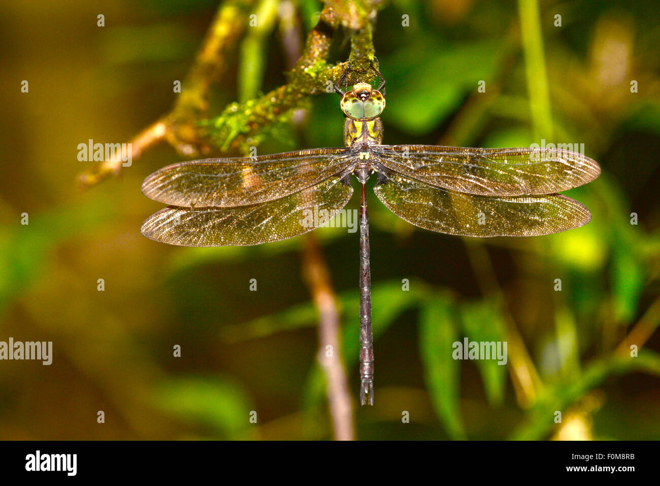 Enorme dragonfly appollaiato su un ramo di albero nella foresta pluviale di Panama Foto Stock