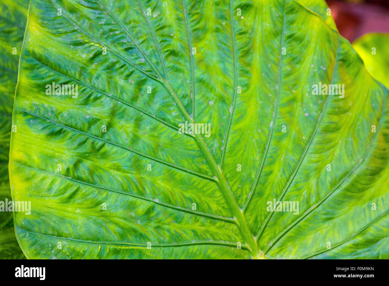 Gigante di foglie di taro (Alocasia) Foto Stock