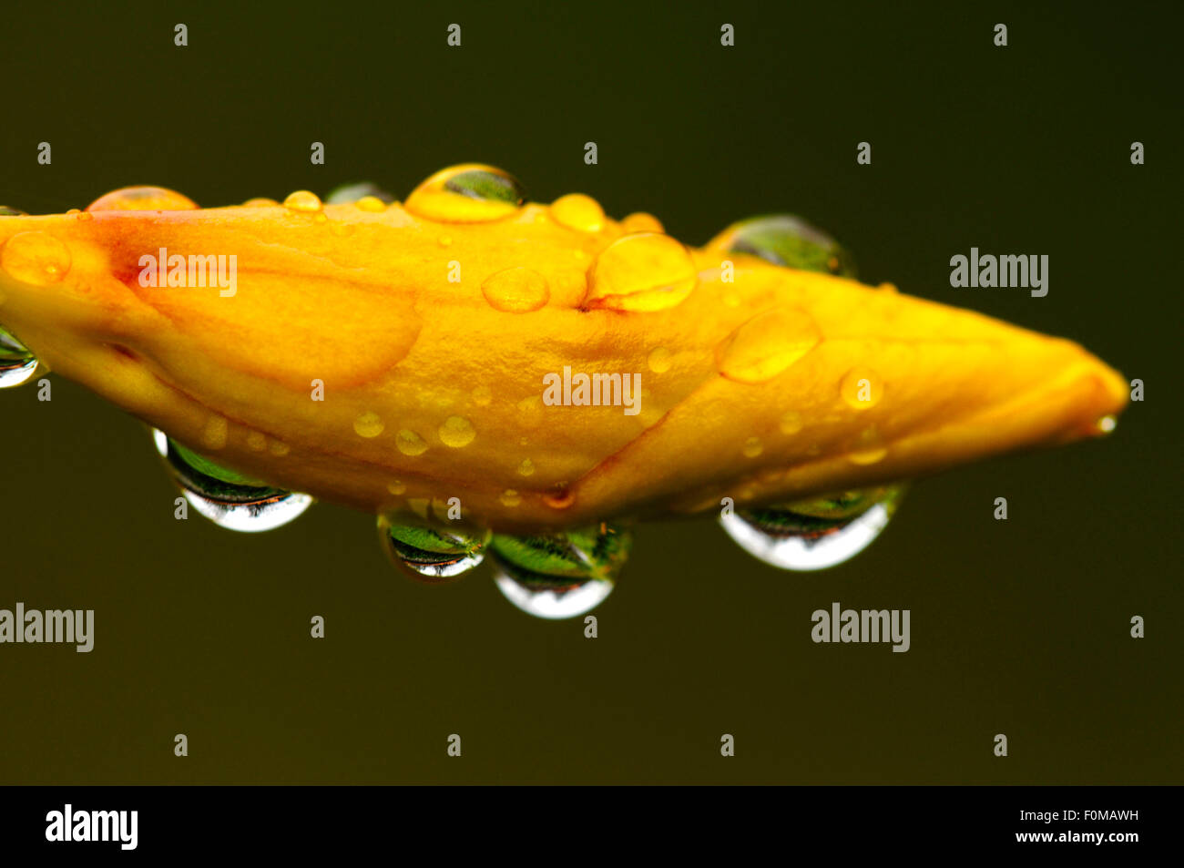 Ripresa macro di un germoglio di fiore con gocce di pioggia Foto Stock