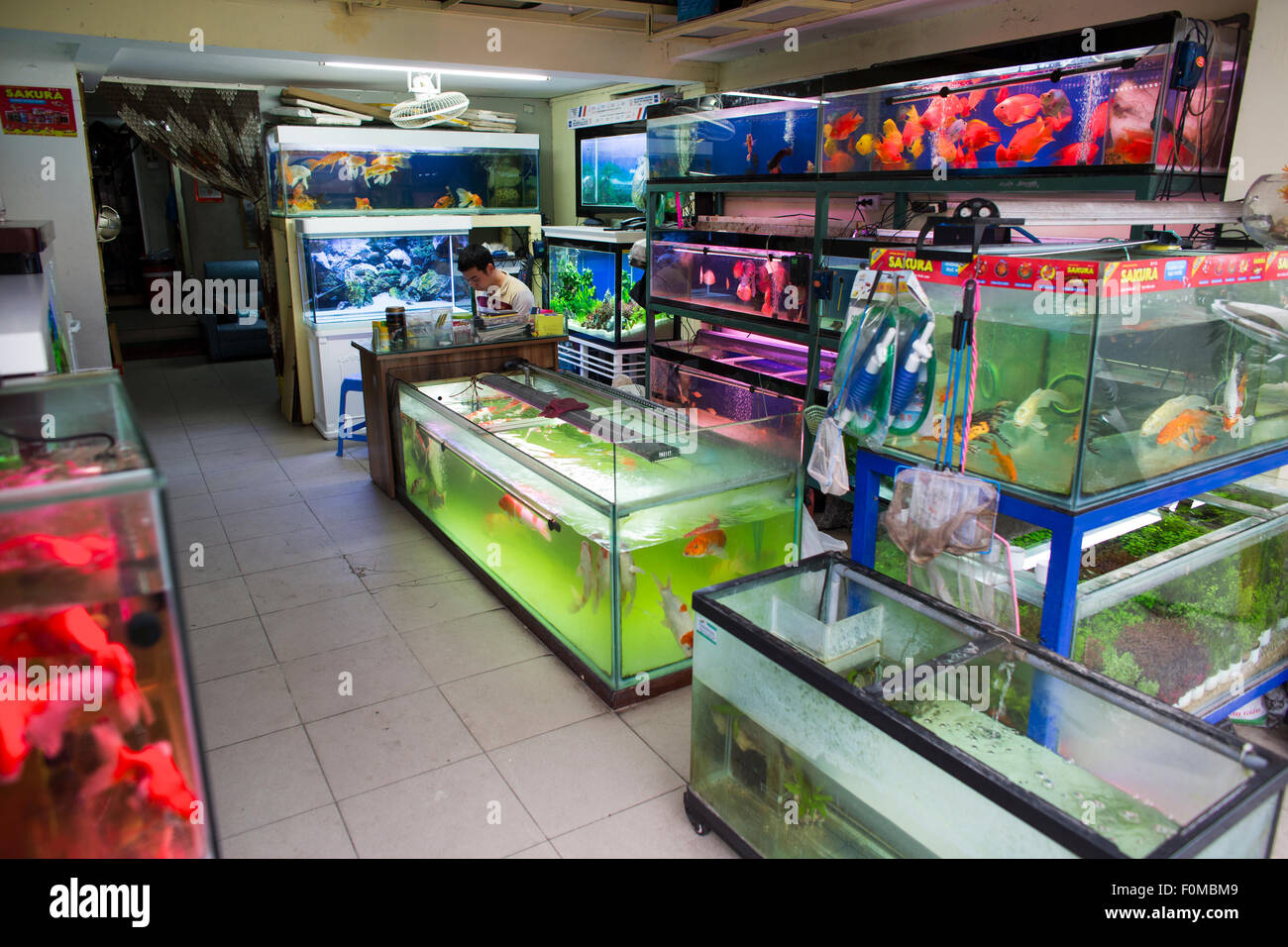 Negozio fishtanks ad Hanoi, Vietnam Foto Stock