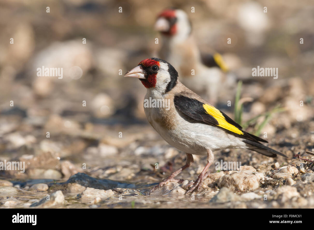 Cardellino di bere Foto Stock
