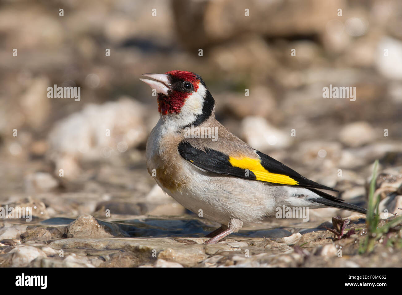 Cardellino di bere Foto Stock