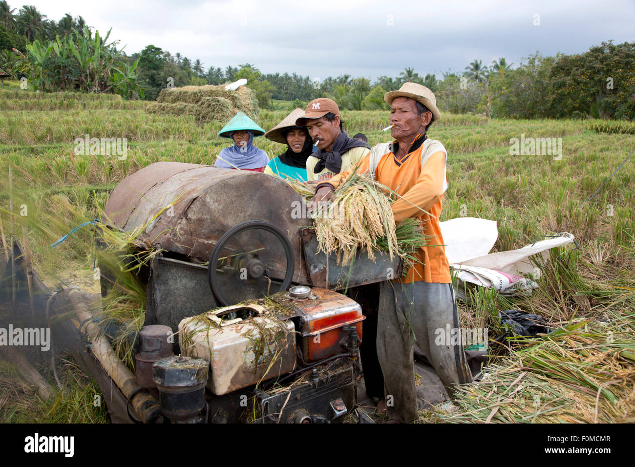 Gli agricoltori Balinese la mietitura del riso Foto Stock