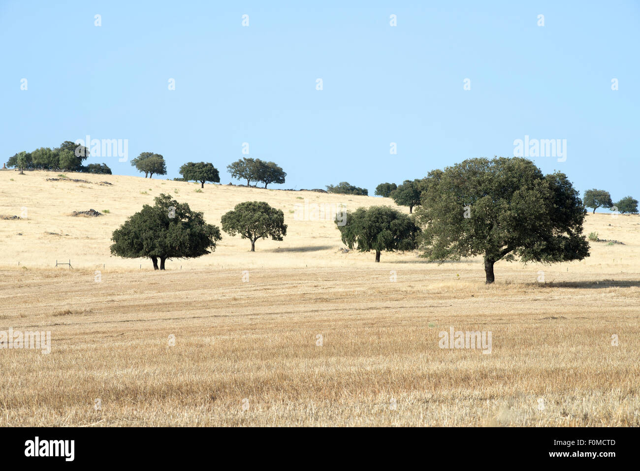 Alberi da sughero dot il golden hills di Alentejo in Portogallo orientale. Tra Marvao e Estramoz, Portogallo. Luglio 16, 2015. Foto Stock