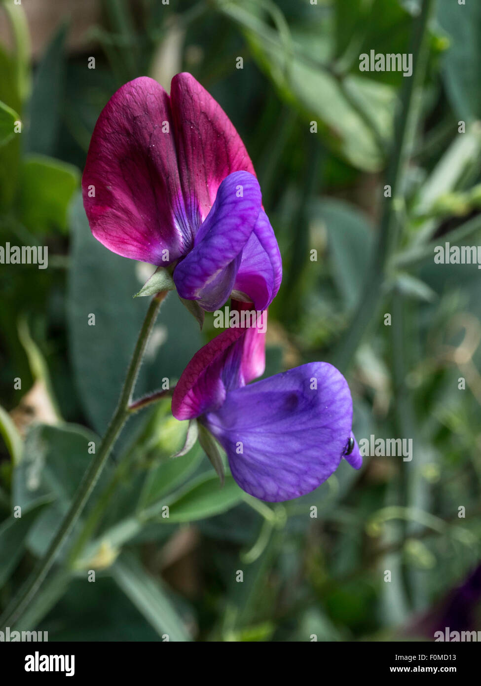 Wild italiano di pisello dolce fiore Foto Stock