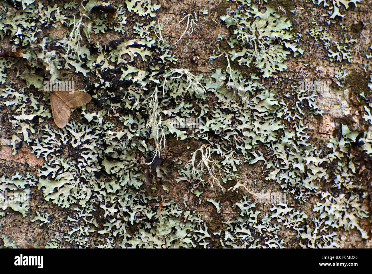 La tignola e licheni sul tronco di albero, il Parco Nazionale del Pollino, Basilicata, Italia, novembre 2008 Foto Stock