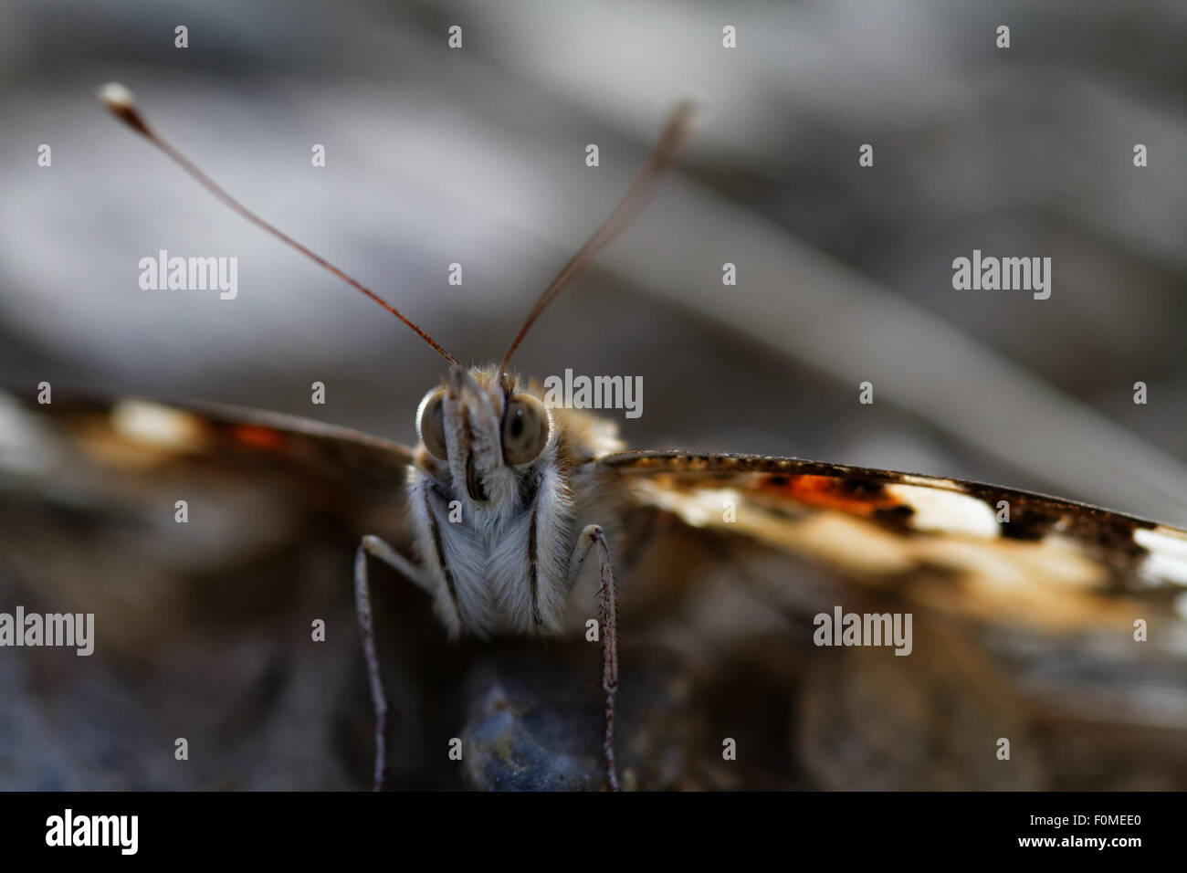 Fronte della farfalla Foto Stock