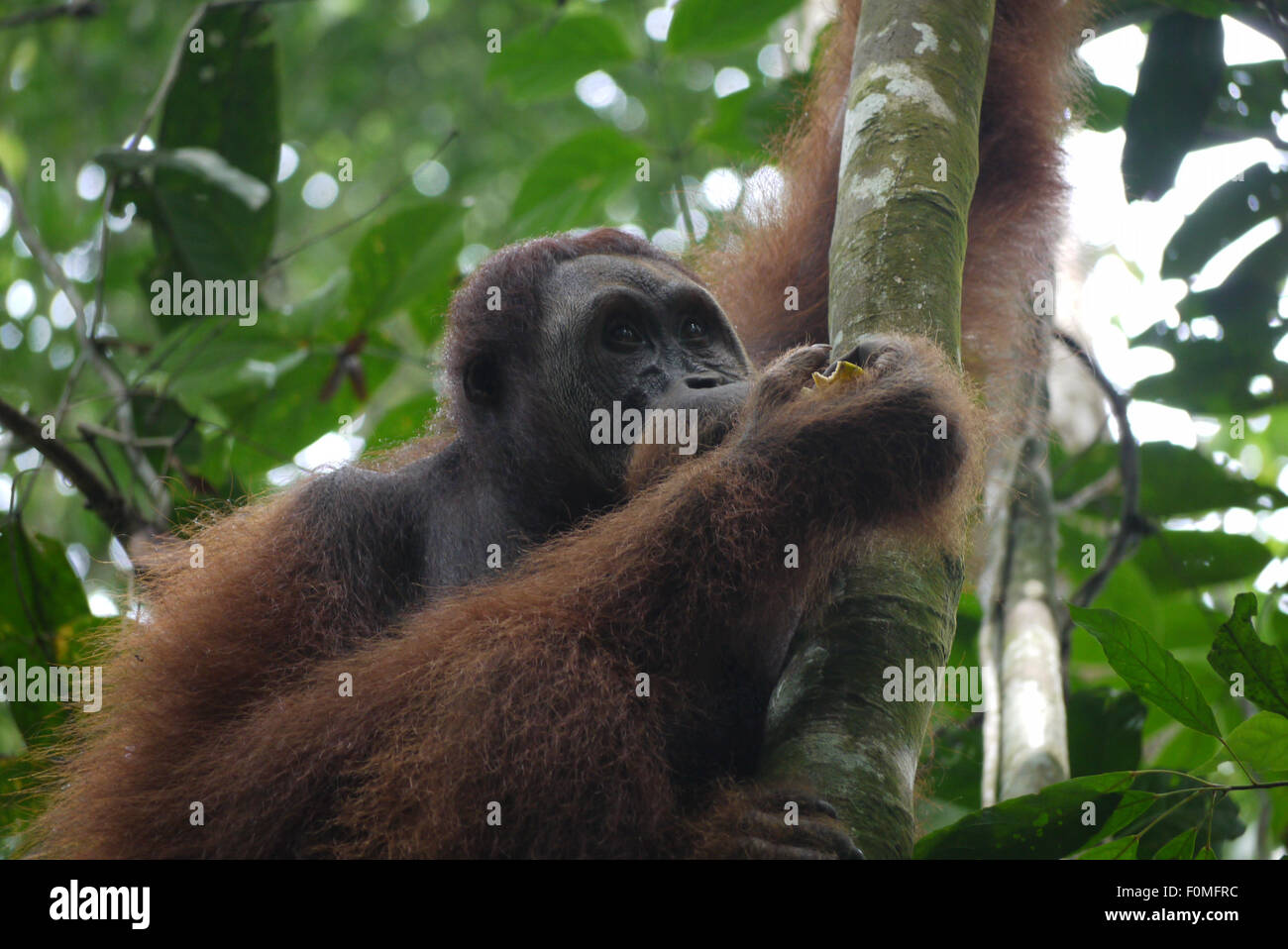 Madre orangutan, Bukit Lawang, nel nord di Sumatra, Indonesia Foto Stock