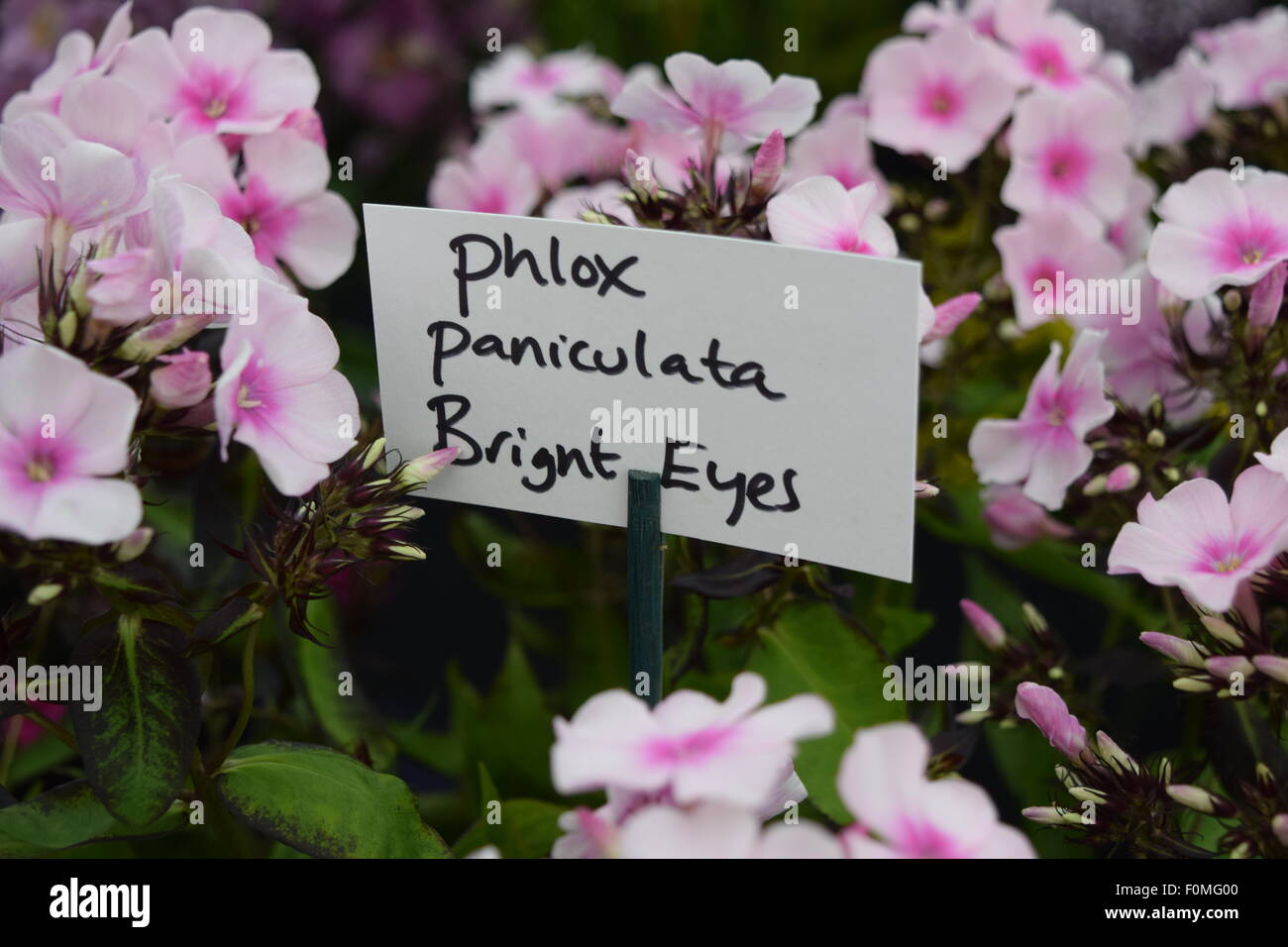 Phlox Paniculata occhi luminosi Foto Stock