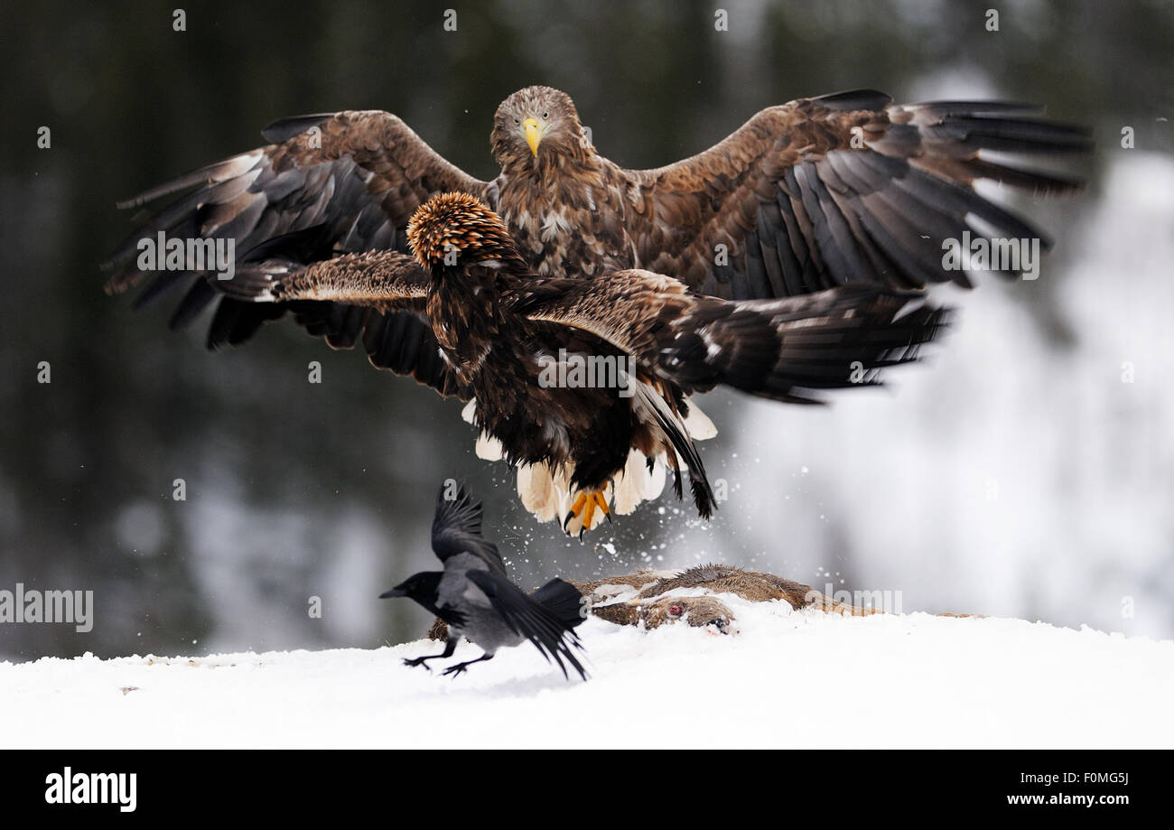 Aquila reale (Aquila chrysaetos) e bianco-tailed sea eagle (Haliaeetus albicilla) la lotta in una carcassa di cervo con una cornacchia mantellata (Corvus corone cornix) nelle vicinanze, Flatanger, Norvegia, Novembre 2008 Foto Stock