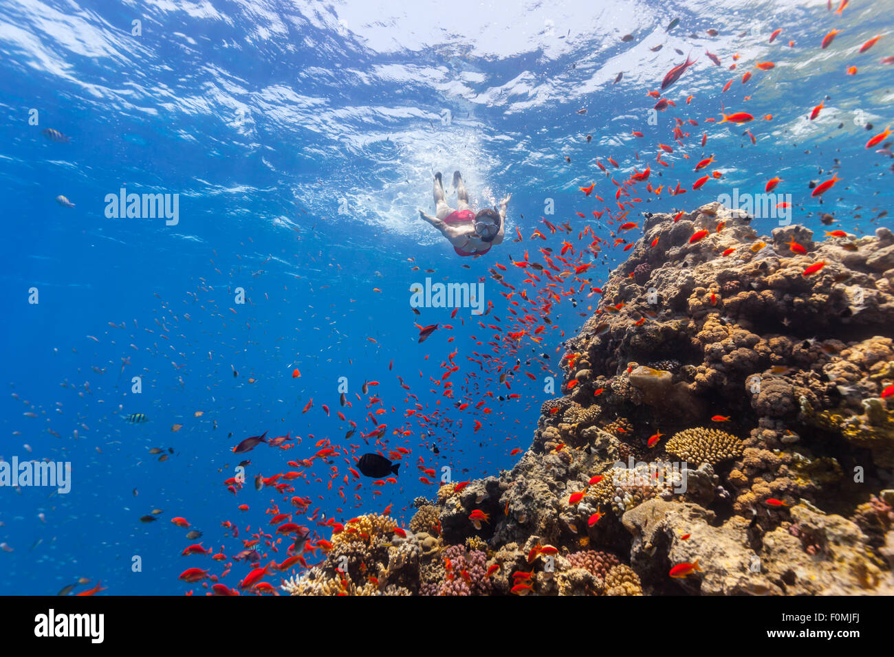 Freediver donna esplorando il corallo Foto Stock