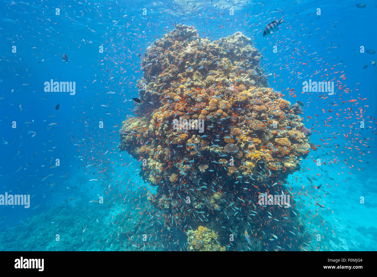 Underwater Coral reef Foto Stock