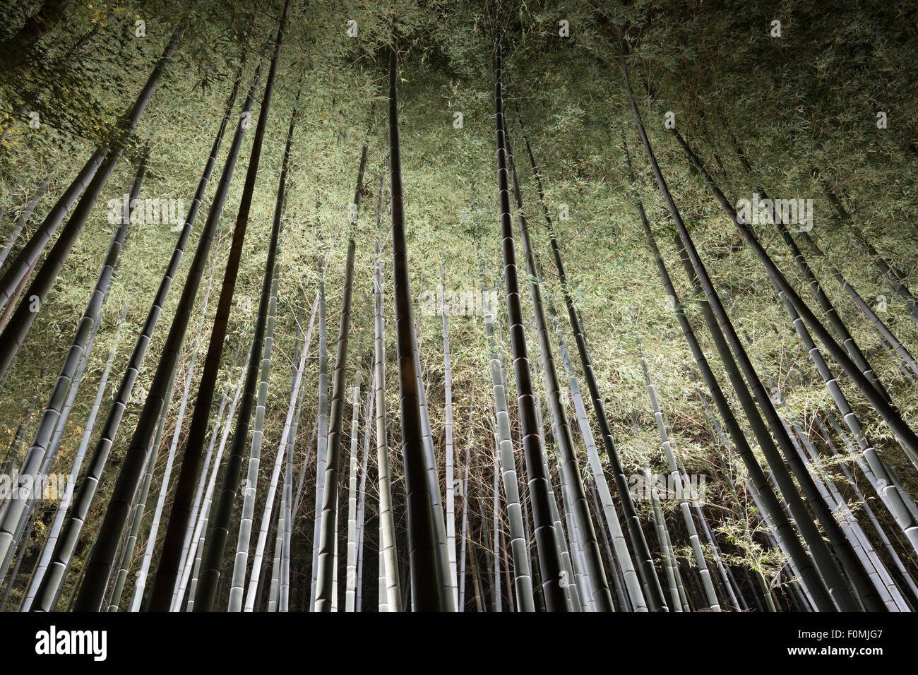 Illuminazione notturna di alberi di bambù, Shoren-nel tempio, Higashiyama meridionale, Kyoto, Giappone, Asia Foto Stock
