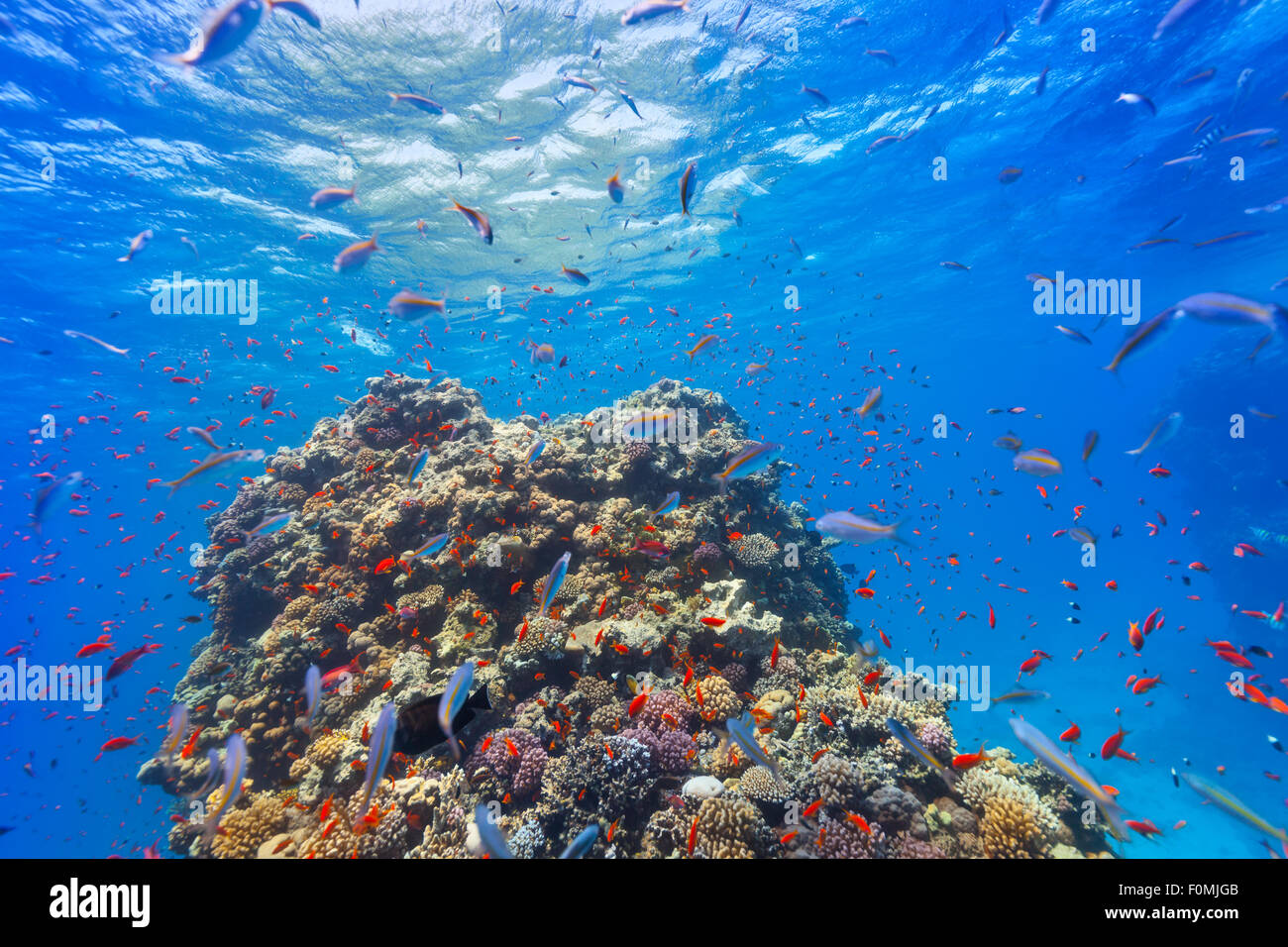 Underwater Coral reef Foto Stock