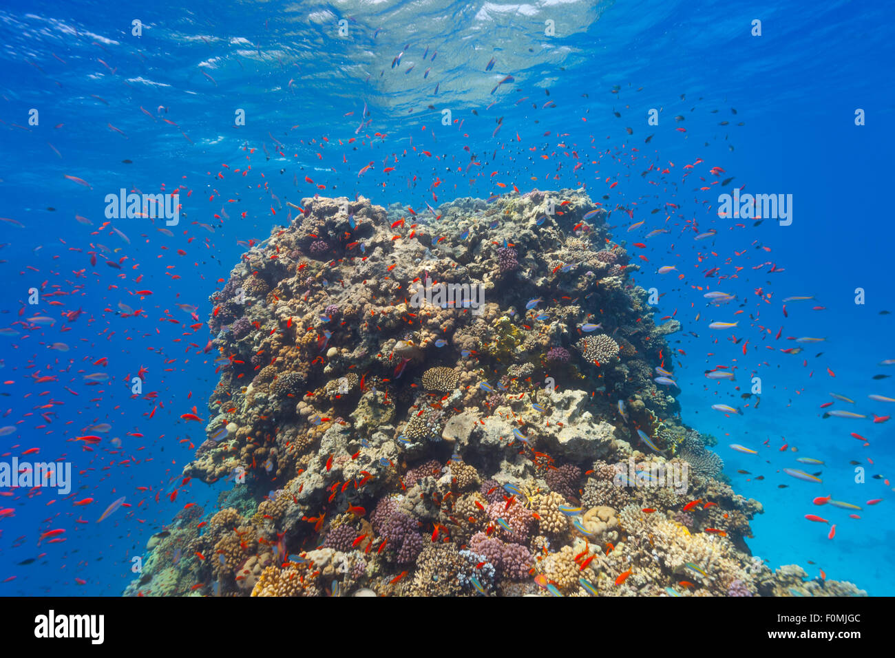 Underwater Coral reef Foto Stock