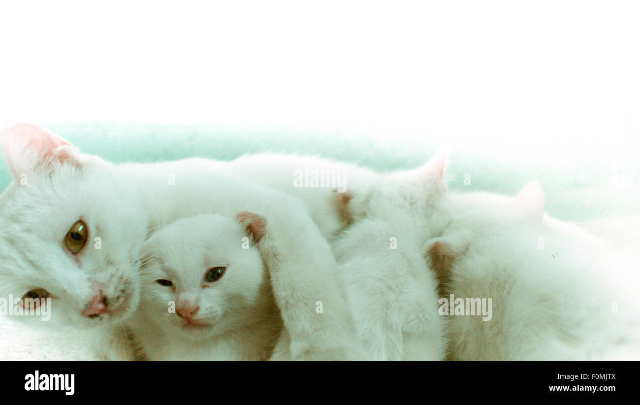 Bianco gatto madre con i suoi due gattini allattamento, proteggendo il terzo gattino Foto Stock