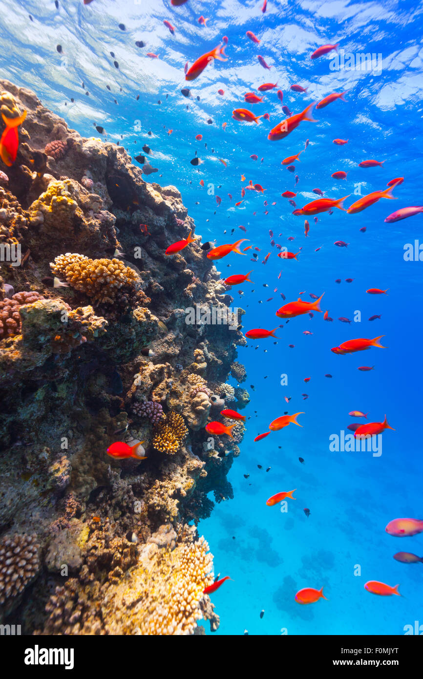 Underwater Coral reef Foto Stock