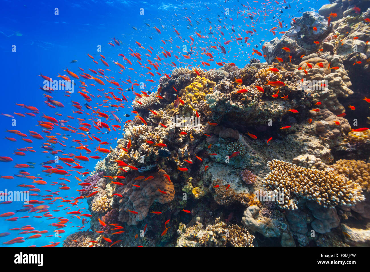 Underwater Coral reef Foto Stock