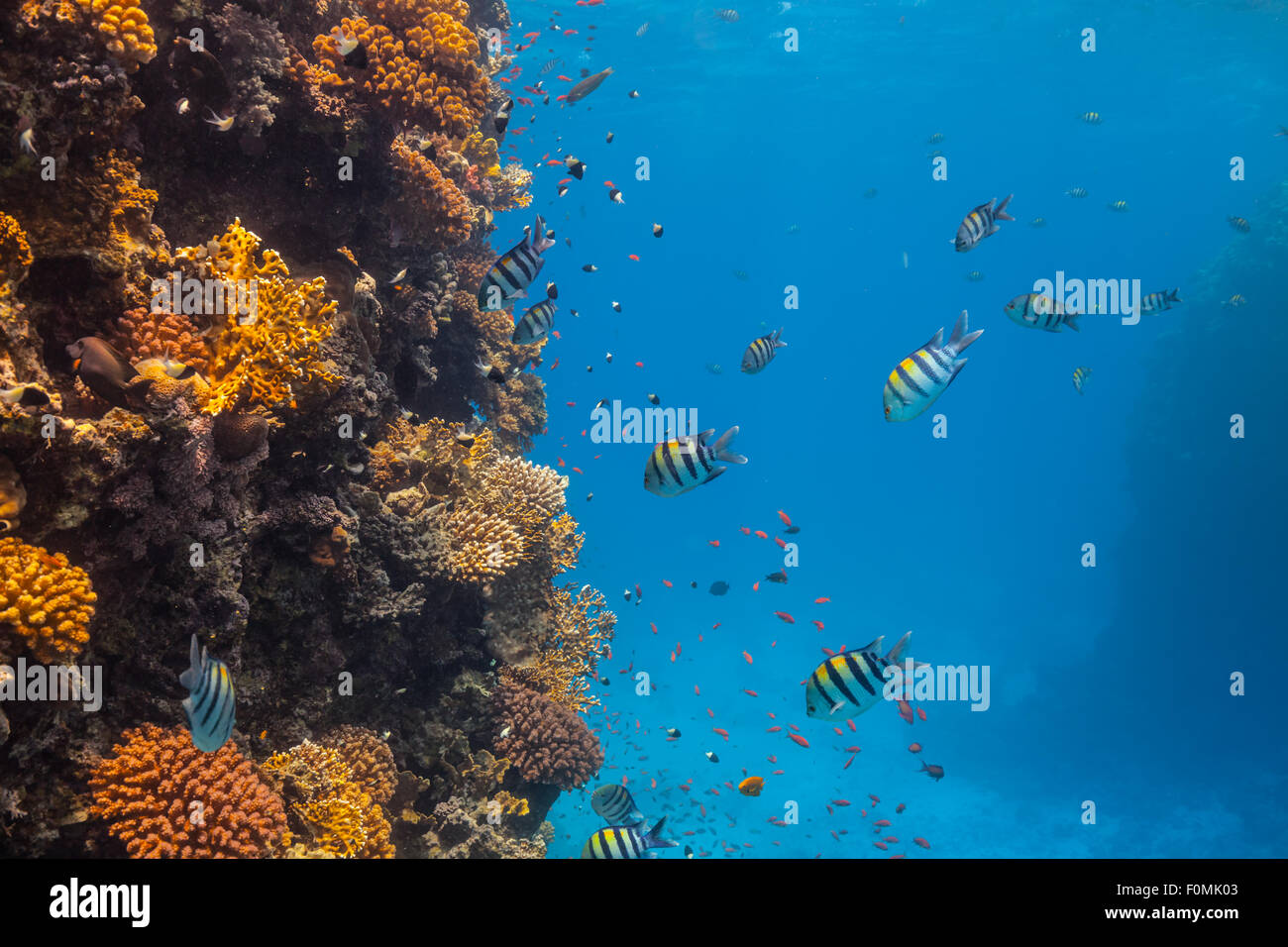 Underwater Coral reef Foto Stock