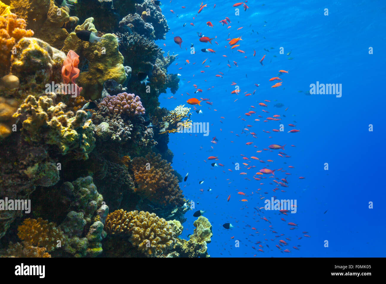 Underwater Coral reef Foto Stock