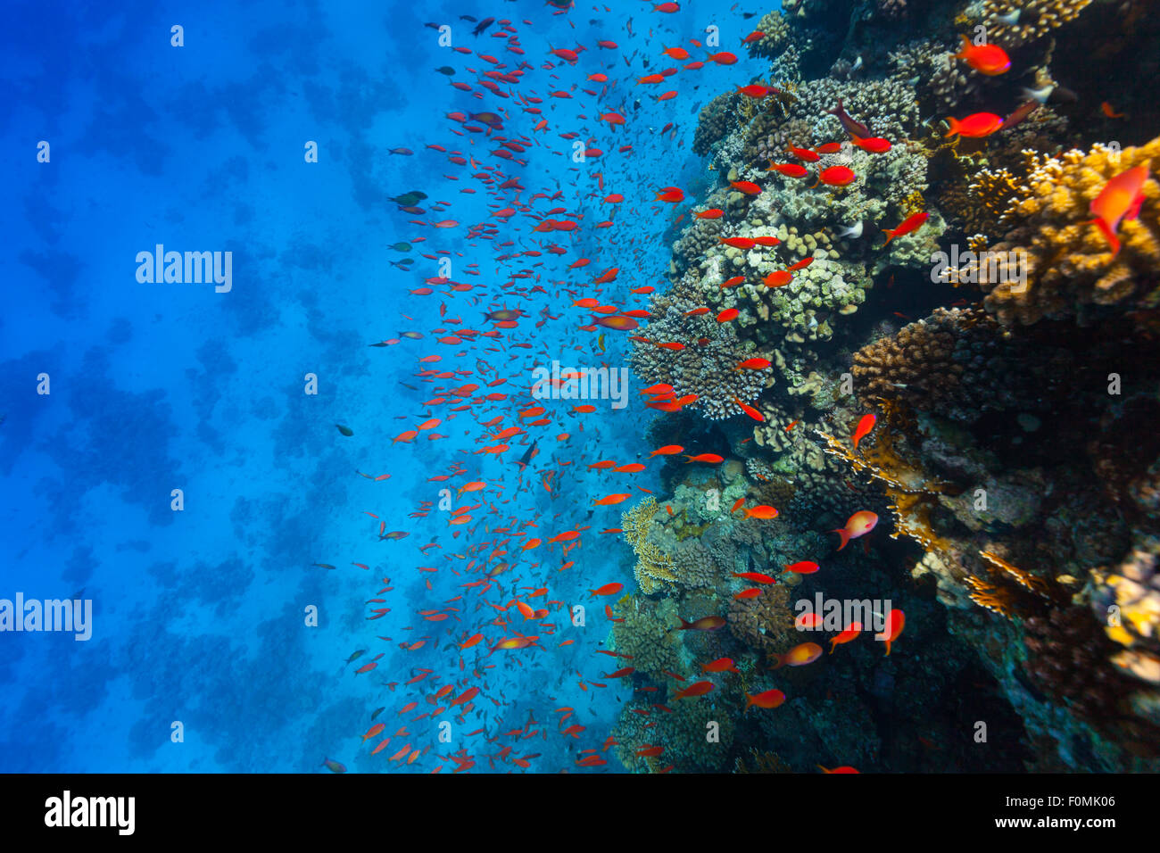 Underwater Coral reef Foto Stock