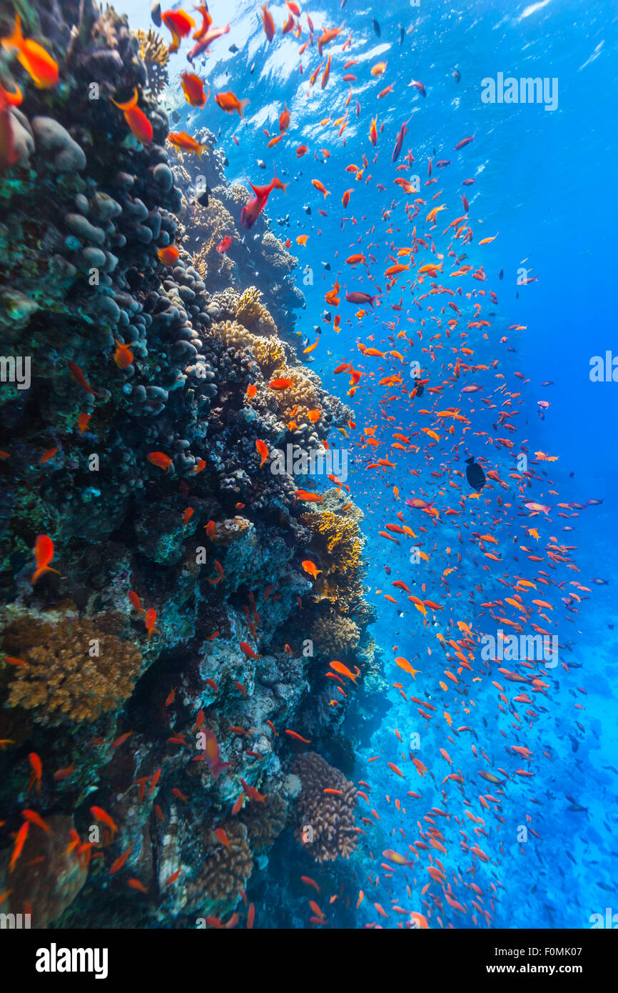 Underwater Coral reef Foto Stock