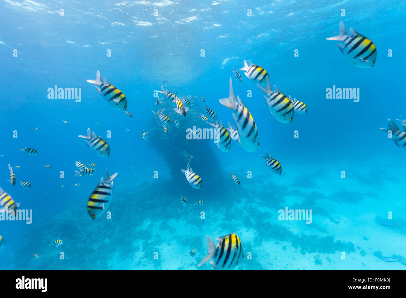 Gregge sottomarino di pesci Foto Stock