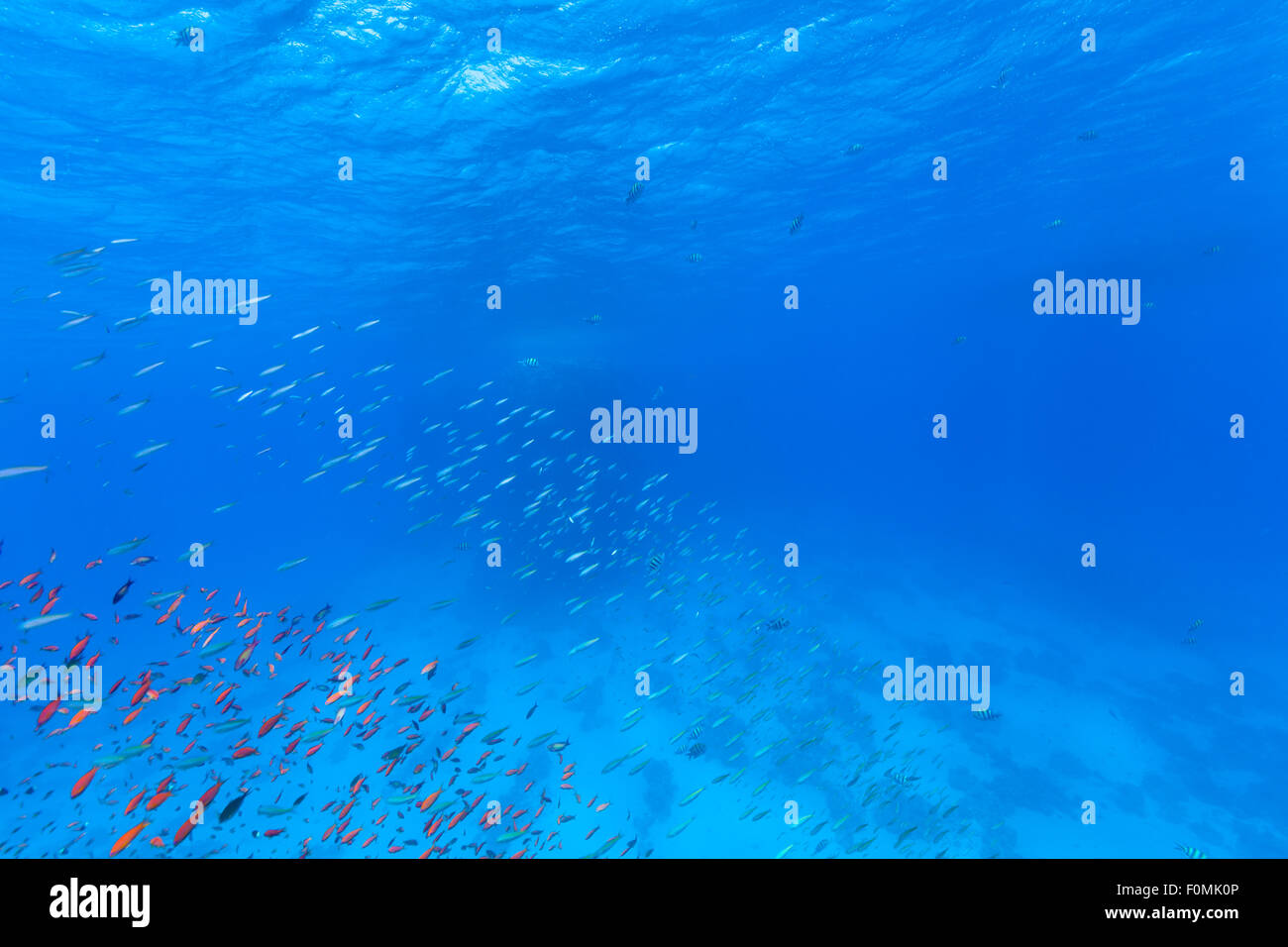 Gregge sottomarino di pesci Foto Stock