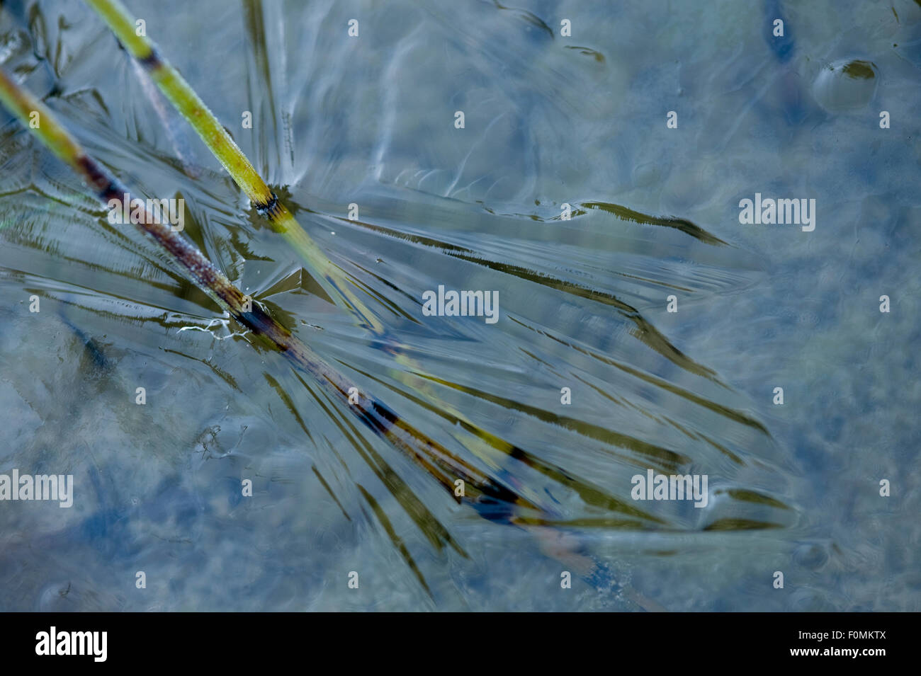 Flusso congelato vicino Lago Nero, NP Durmitor, Montenegro, Ottobre 2008 Foto Stock