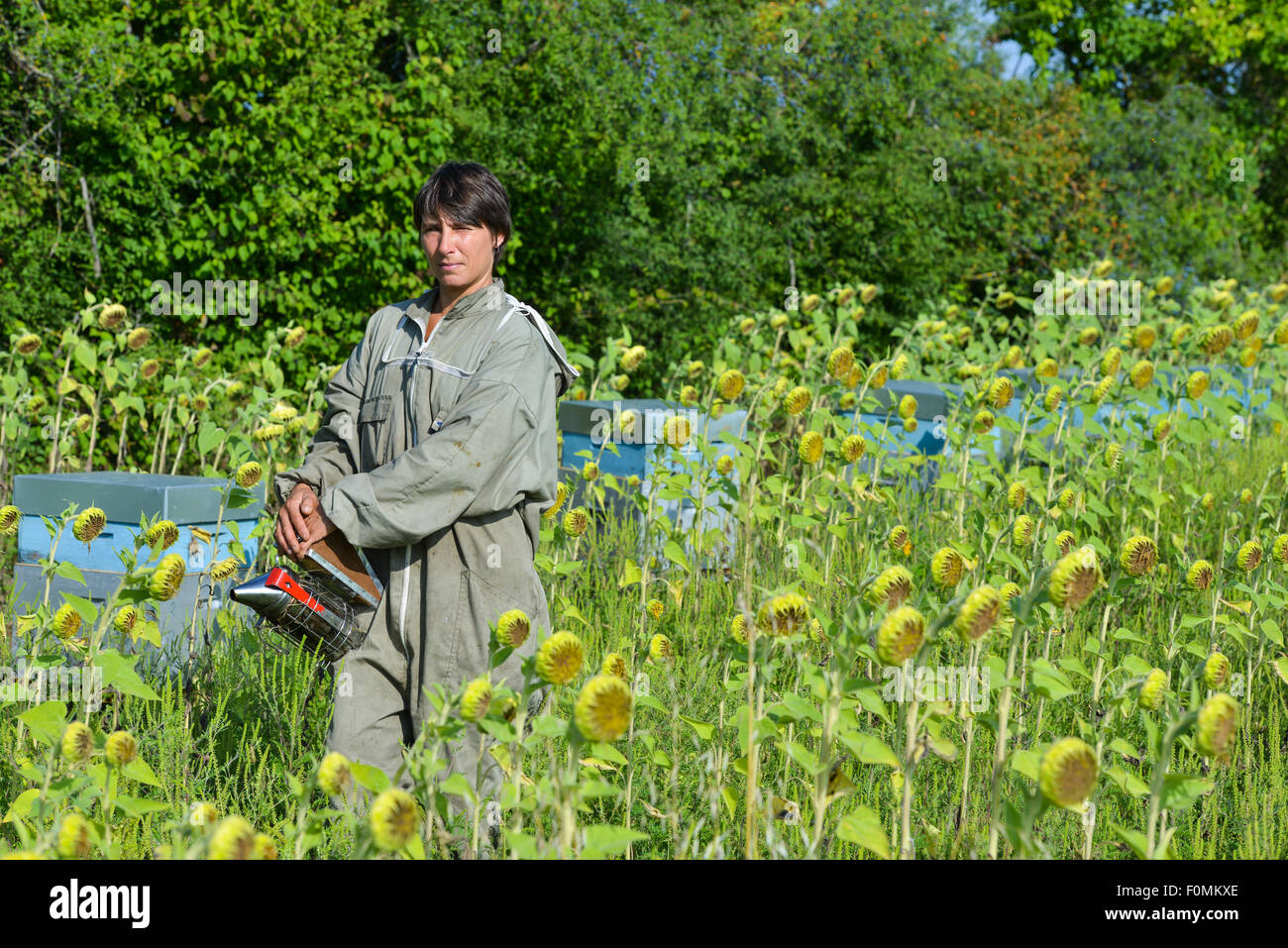 Bee Keeper lavora con alveari in un campo di girasoli Foto Stock